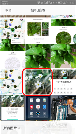 使用识花APP【形色】识别各种植物、花草、果蔬