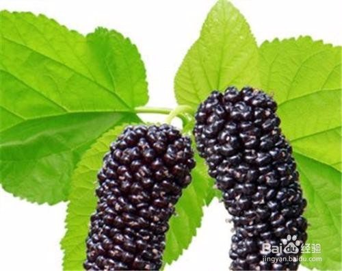 桑葚有哪些功效?