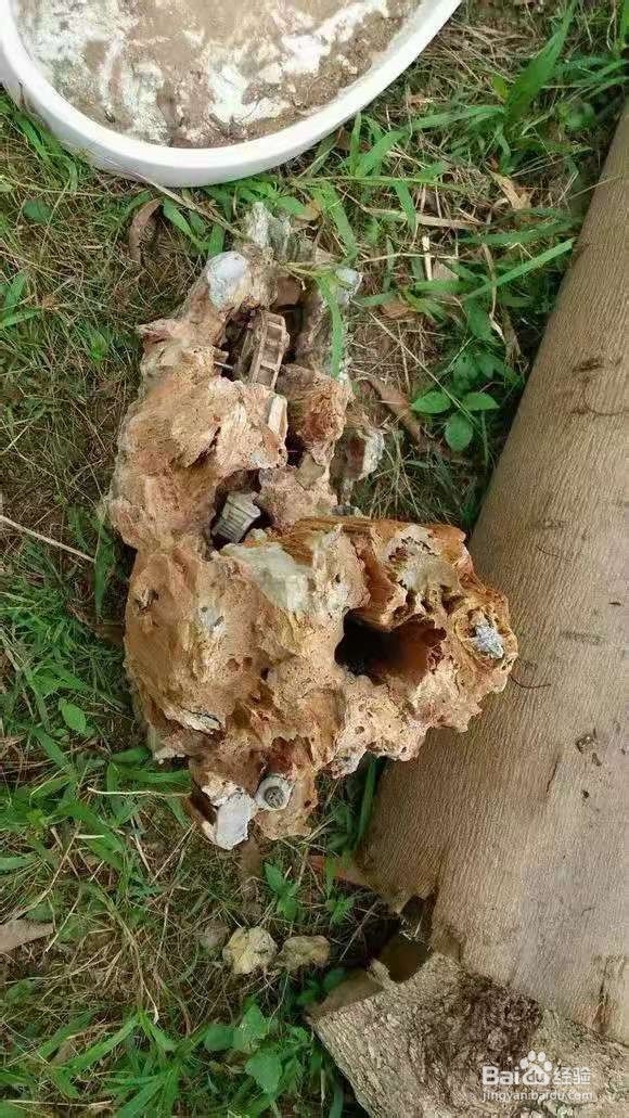 垃圾桶里一堆“贵货”花，丢人也要捡