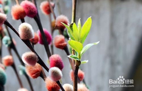 银柳花怎么养 百度经验
