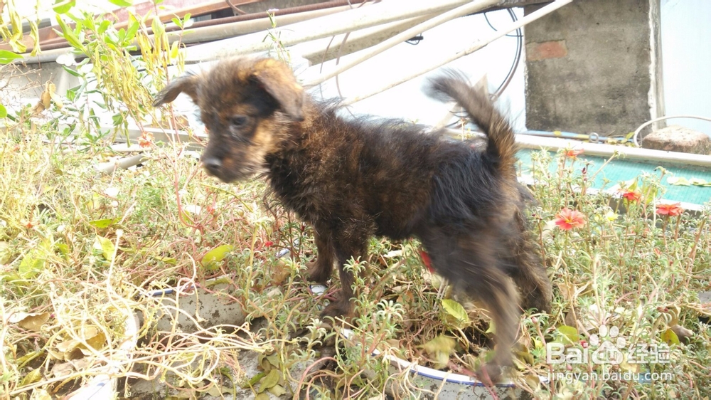 怎么培养和狗狗之间的感情？