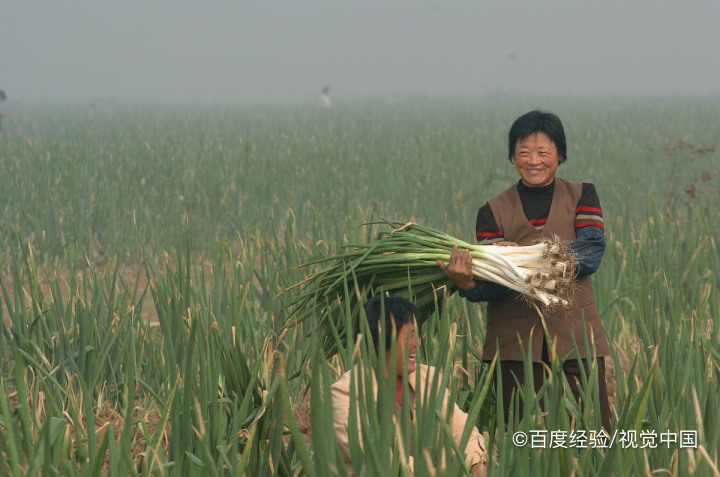 孕妇吃大葱的好处