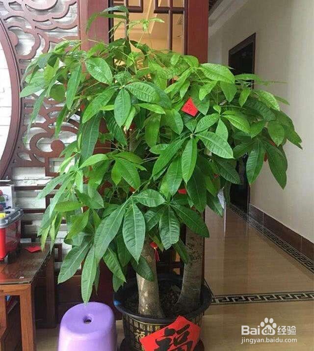 发财树树干萎缩怎么办