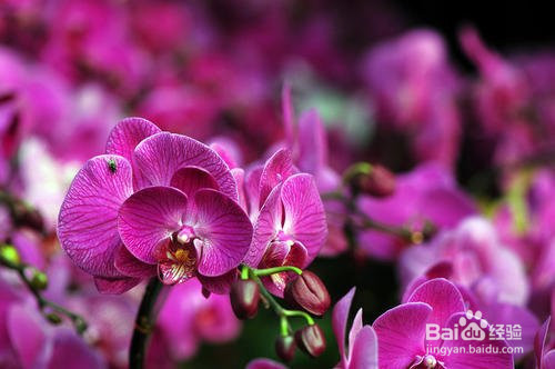 水苔养蝴蝶兰的方法