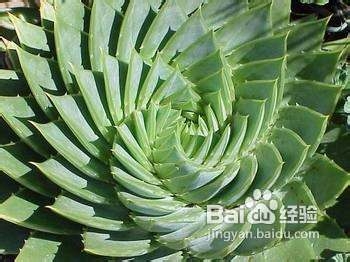 芦荟可以治疗皮肤问题吗