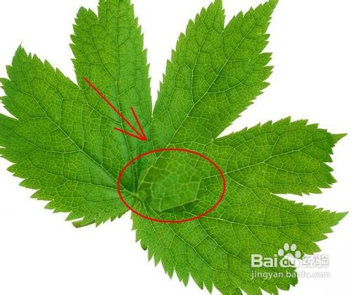 怎样用PS制作水滴