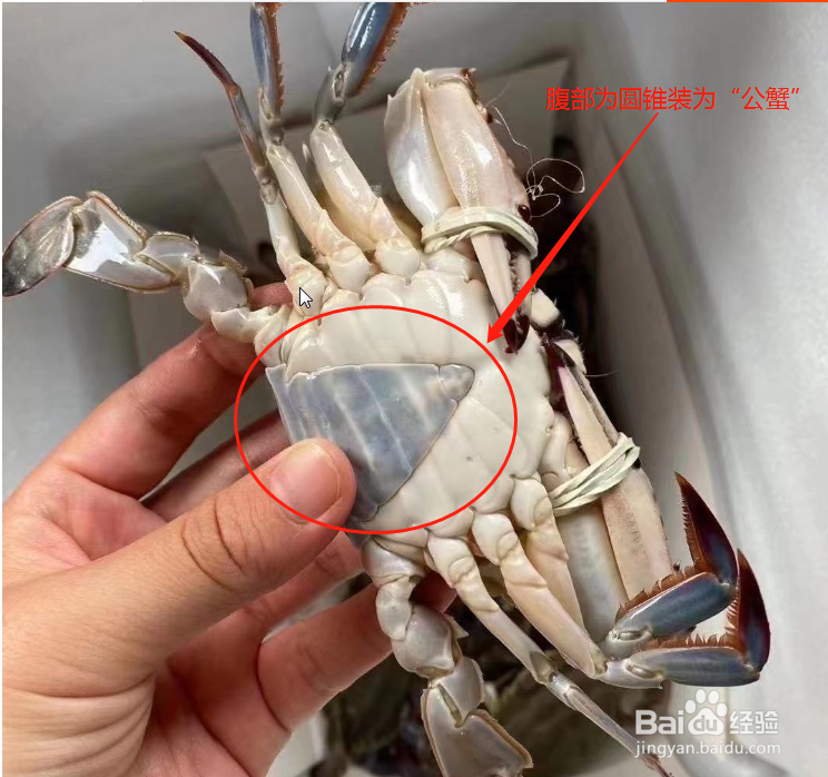 正确区分公螃蟹与母螃蟹#公蟹吃膏 母蟹吃黄