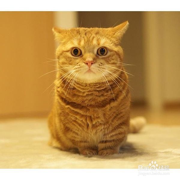 怎样能令猫咪爱上喝水？