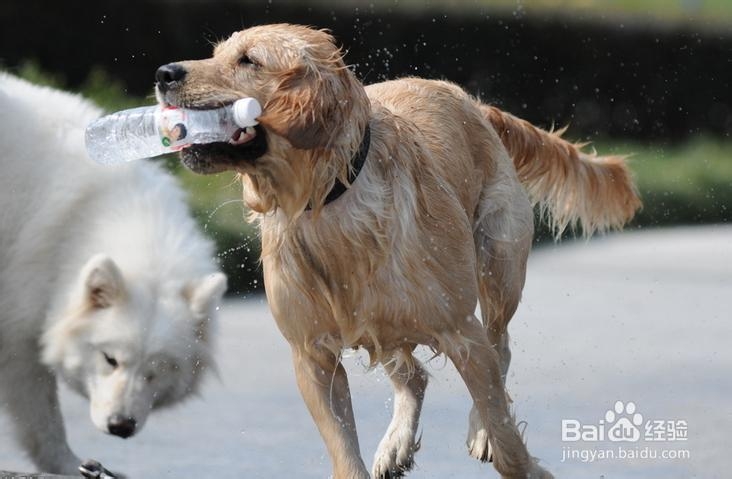 如何挑选优质的金毛猎犬