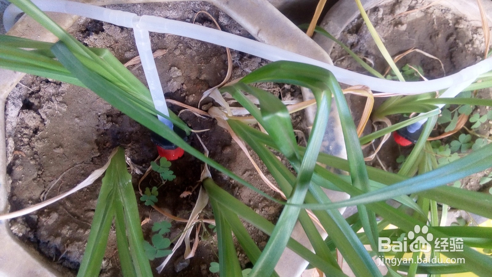 自制定时自动浇花系统