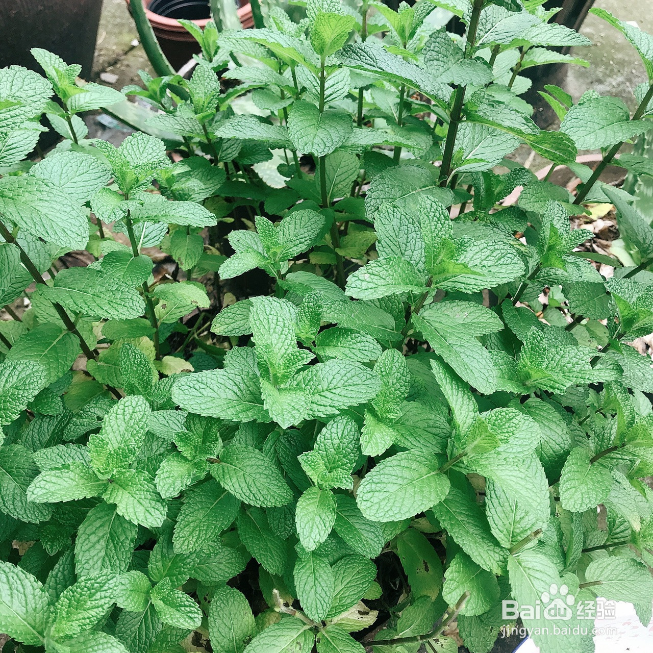 自制薄荷膏驱蚊止痒神器的做法