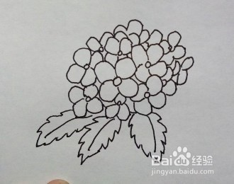 线描画：绣球花