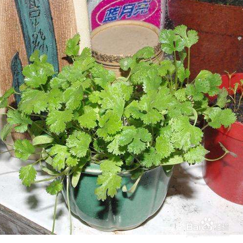 香菜盆栽的方法有哪些?