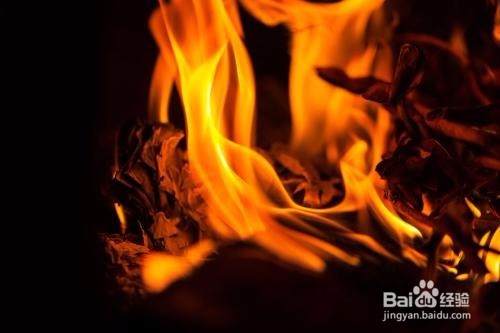 野猪攻击怎么办