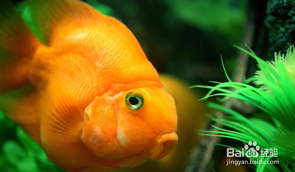 水混浊，有碍观赏怎么办