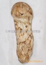 高级食材松茸怎么做都有营养