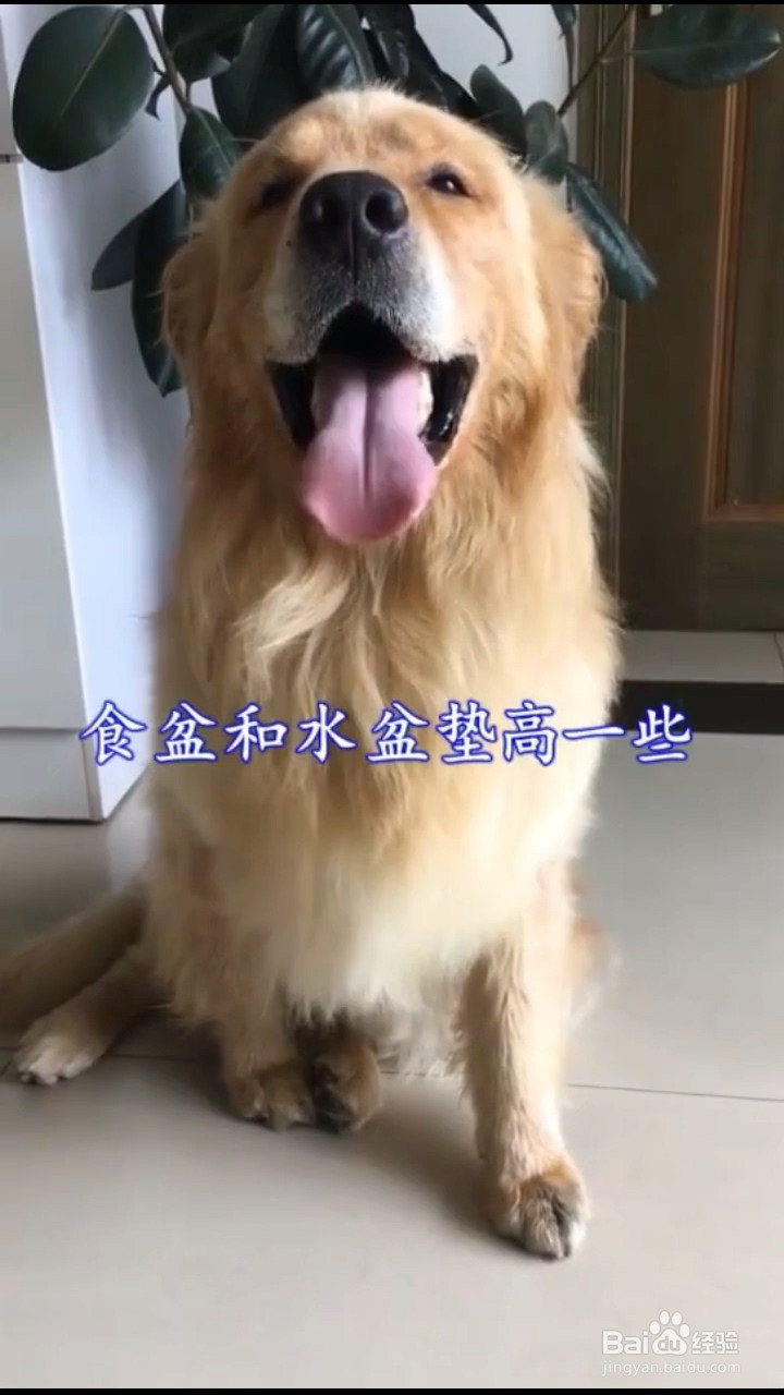 如何发现狗狗胃扭转及如何预防