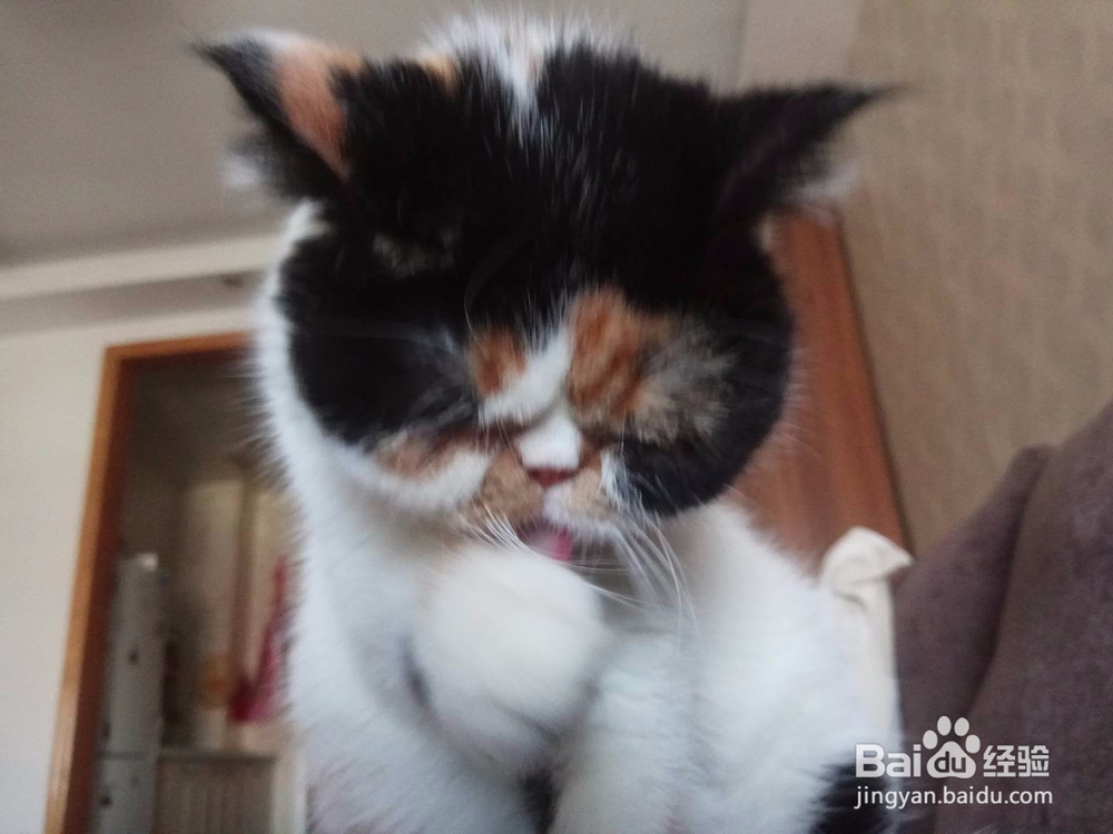 怎样清理加菲猫的泪痕