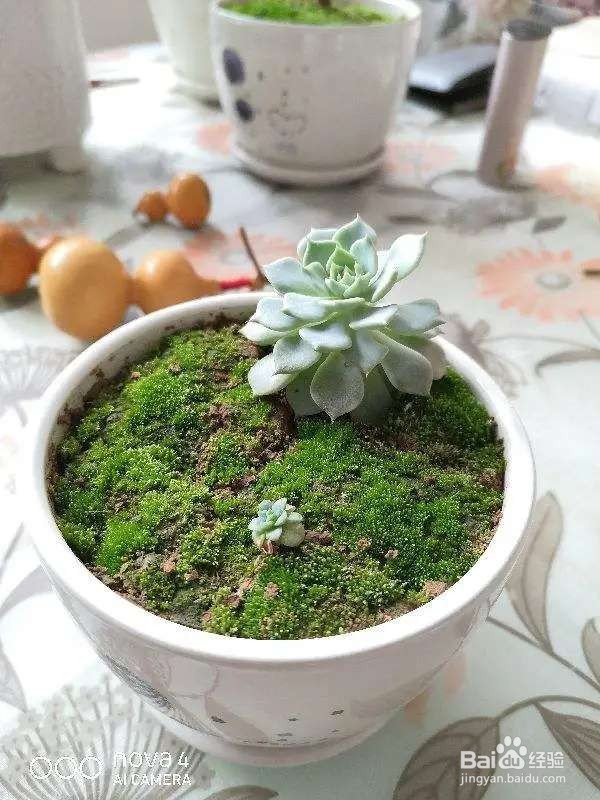 6种花就适合养在潮湿环境