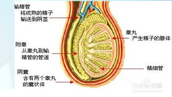 小鼠精子畸形实验