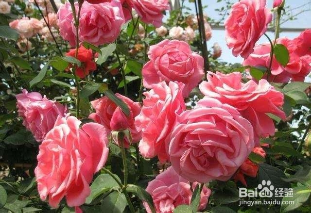 植物滋生这几种害虫，这样做，轻松去除