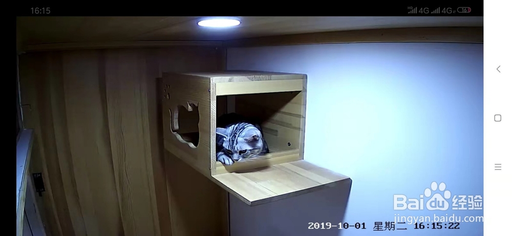 猫咪床上尿尿的原因和应对方法