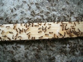 <b>房间里有蚂蚁怎么办？卧室里有蚂蚁</b>