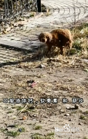 狗狗髌骨脱位如何治疗