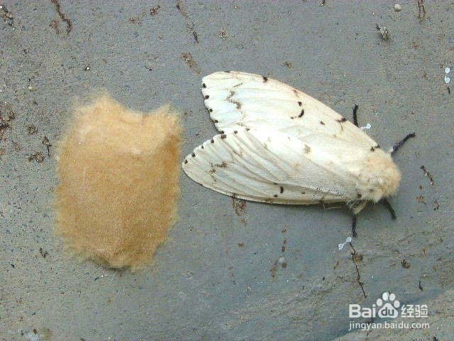 森林有害生物林间调查方法