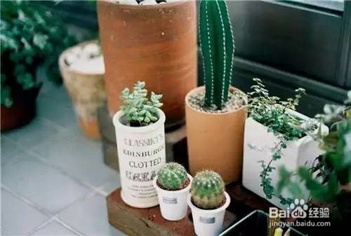 养花，居然是这么浇水的！