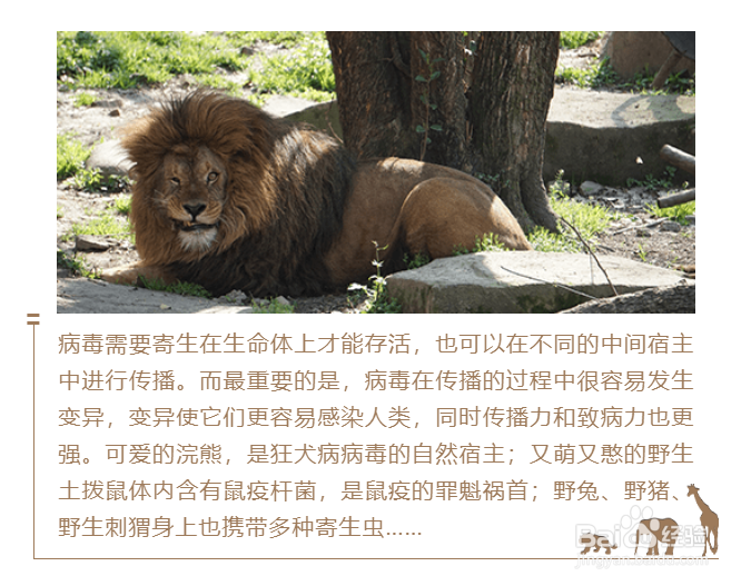 保护野生动物的微信公众号图文应该怎样排版?