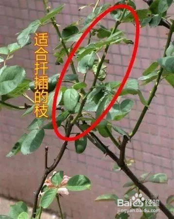 秋天月季扦插生根最快的方法