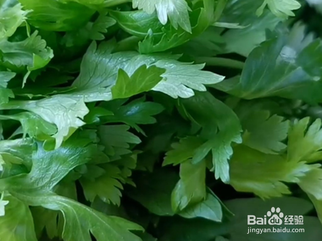 白萝卜和芹菜的碰撞