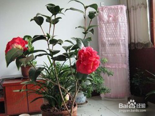 茶花叶子卷曲掉叶子怎么补救