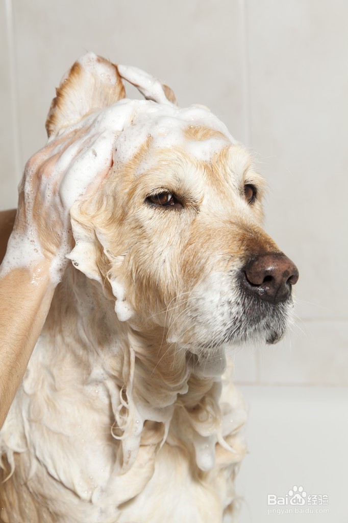 怎么给小狗狗洗澡?