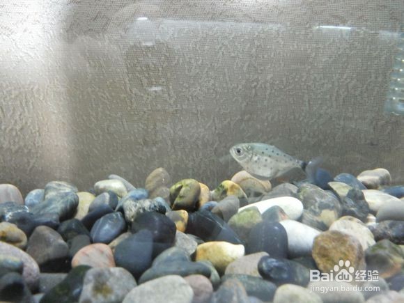 进行单养的具体步骤与方法