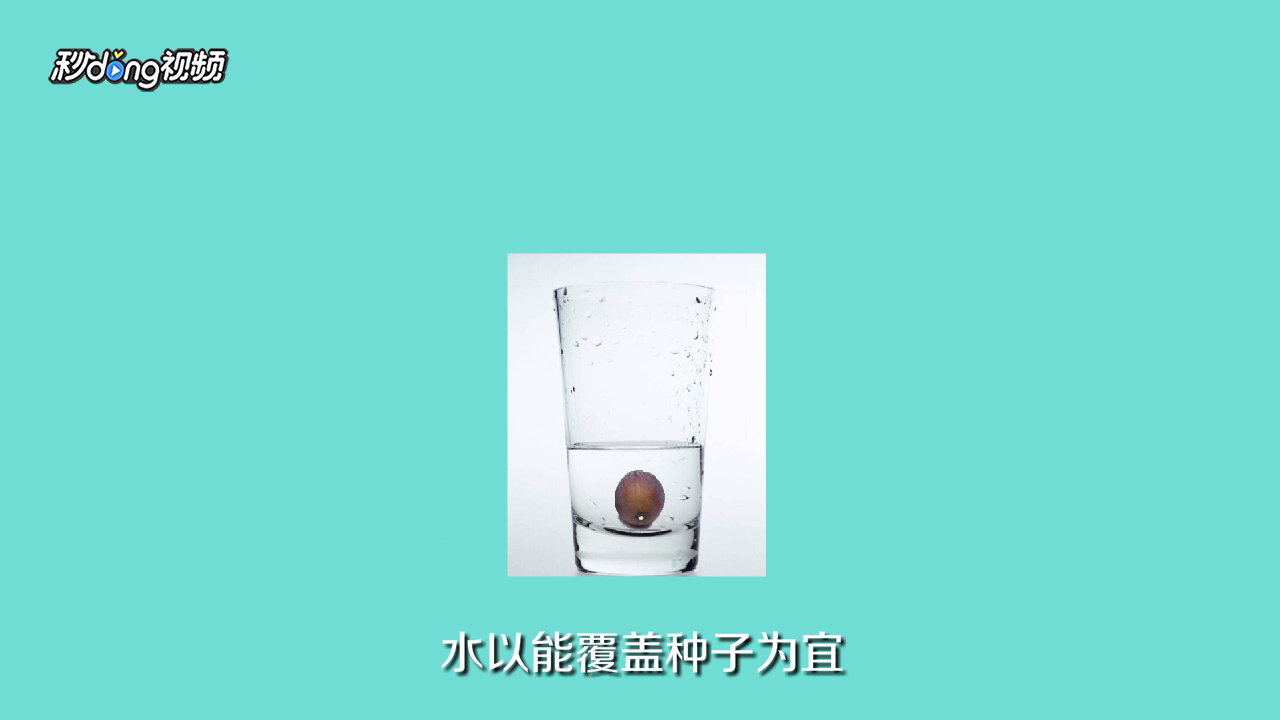 荷花种子的种植方法