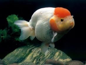 如何养好小金鱼