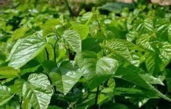 桑叶茶的功效和作用及食用方法