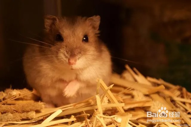 如何让仓鼠不咬笼子