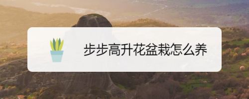 步步高升花盆栽怎么养 百度经验 步步高升花盆栽怎么养 百度经验