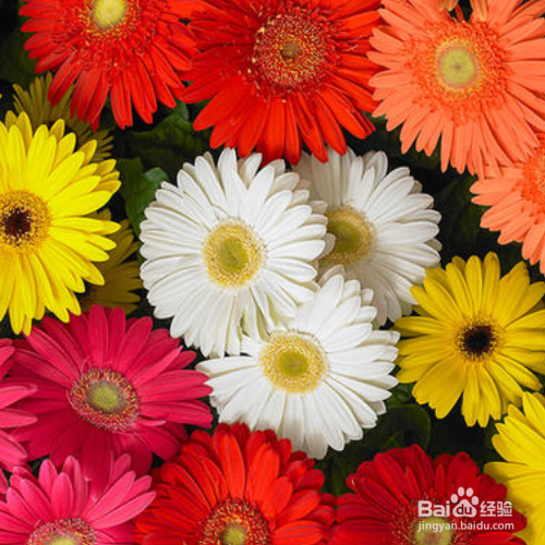 非洲菊烂根的解决方法