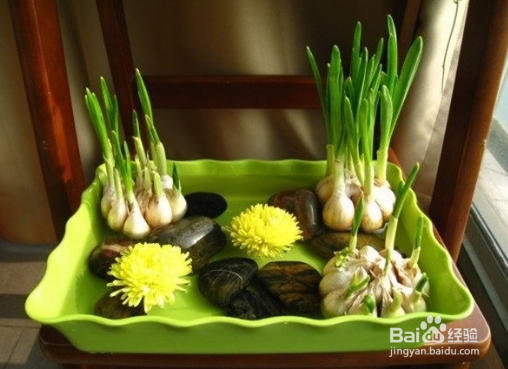 种蒜的方法及过程