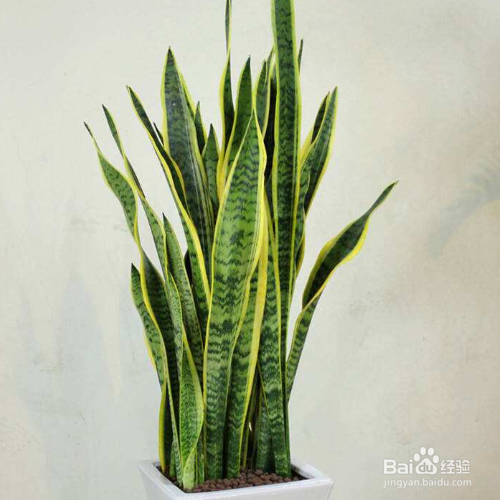 虎皮兰烂根的解决方法