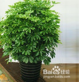 18种常见室内植物的功效
