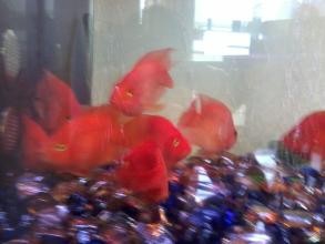 新手入门养鱼该怎么开始