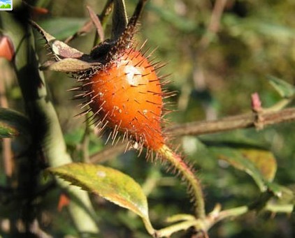【儿童节】勾起你童年回忆的野果子