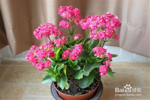 长寿花的养殖方法和注意事项有什么?