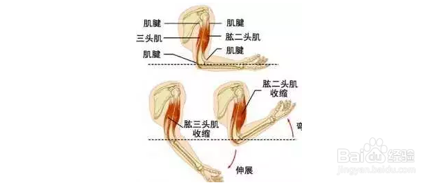 怎么练好二头肌？