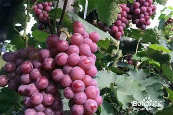 葡萄种植的方法？